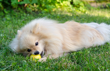Vegetarian or vegan pomeranian spitz dog or puppy lying on the green grass and eating, biting  pear...