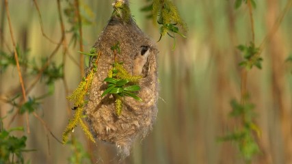 Eurasian penduline tit building nest