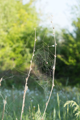 Beautiful spider web outside and grass background.