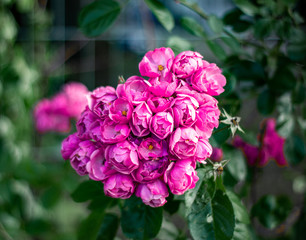 rosa blüten. Natural background. Flowers background. Beautiful neutral colors