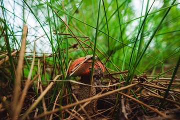 Orange mushroom in the grass among the trees in summer