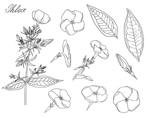 Phlox paniculata flower, hand drawn black ink line art graphic set isolated on white background