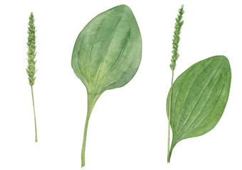 Broadleaf plantain (Plantago major) herbs set. Watercolor botanical hand drawn illustration with wild medical plant isolated on white background