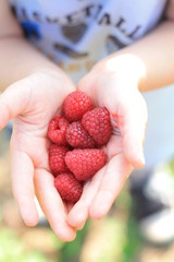 tasty raspberry in child hands