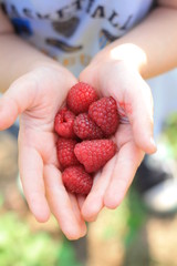 tasty raspberry in child hands