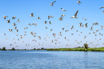 Many birds fly over the water. Seagulls are reflected in the river.