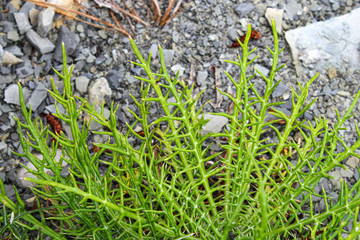 Prickly green plant on the stones.