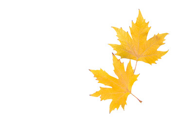 Red and Orange autumn leaves isolated on a white