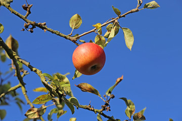 Reifer Apfel am Baum