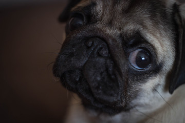 cute open-eyed pug puppy, close-up