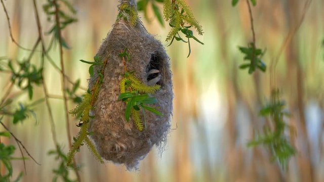 Eurasian penduline tit (Remiz pendulinus) couple building nest