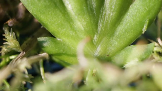 Delicate little lively green plant to extreme closeup. Real time, side view