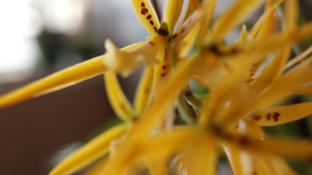 Orange, spider-like Orchid flowers. Live plant branch close-up, POV, side view, real time