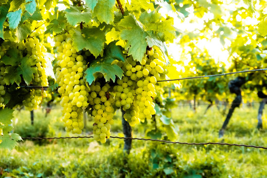 vine plant and ripe white wine grapes in vineyard on sunny day