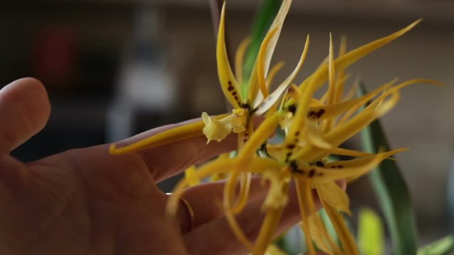 A beautiful bunch of Orchid flowers. Yellow unusual shape flowers and hand close-up, POV, side view, real time
