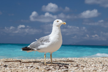 Fototapeta na wymiar A close up, front and side view of a friendly common seagull (Larus argentatus), feathered marine bird standing on a coastal waterfront with blue sky and copy-space.