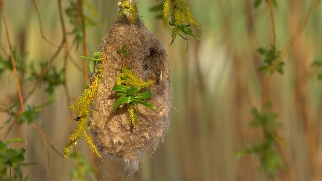Eurasian penduline tit (Remiz pendulinus) couple building nest