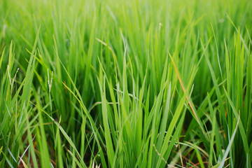 Fototapeta na wymiar organic green rice breed and growing