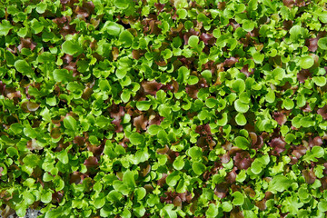 Schnitt salat