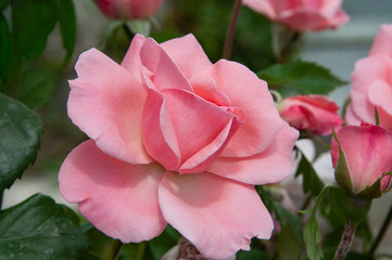 Blooming pink rose.
