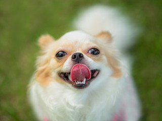 Close up a cute Chihuahua dogs with tongue out and smiley face/playful attractive sitting on green grass and looking on her/his owner,Thailand dog