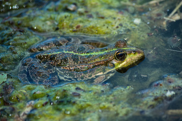 Amphibian lake frog (Pelophylax ridibundus) sitting on the water. The texture of the frog background the frog on the water surface. Frog closeup. Soft selective focus.