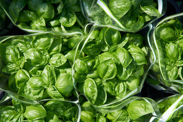 basilikum in der sonne