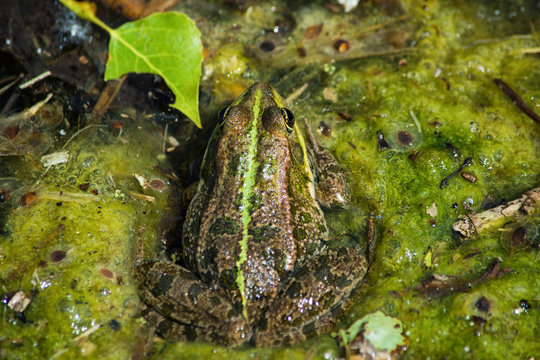 Amphibian lake frog (Pelophylax ridibundus) sitting on the water. The texture of the frog background the frog on the water surface. Frog closeup. Soft selective focus.