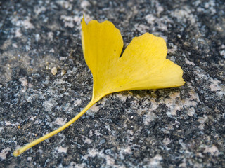 Naklejka premium A single leaf of Ginko tree with brightly yellow color
