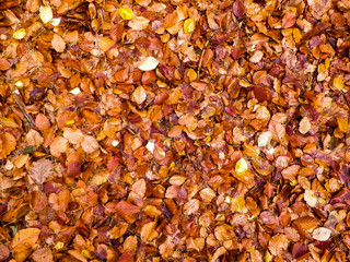 Autumn leaves as nature background.