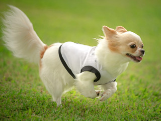 Adorable chihuahua happy smile running on the floor,Thailand dog