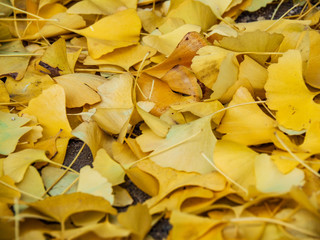 Bright yellow Ginko leaves on the ground during Fall season