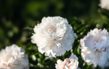 White peonies in the garden