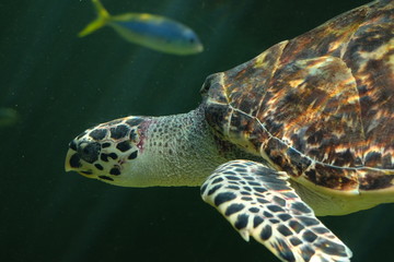葛西臨海水族園の水槽で泳ぐタイマイ