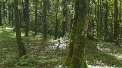 Woman drumming in woods