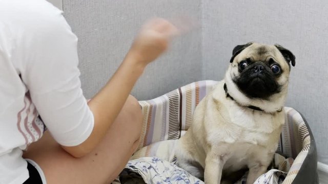 Close-up of angry woman wagging a finger and scolding her pug dog, punish a dog
