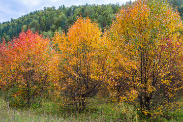 Fototapeta na wymiar Abandoned orchard in late autumn