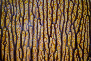 Brown line pattern background image