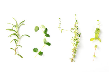 The herbs of Provence. Rosemary, oregano, thyme, and marjoram, shot from the top on a white background © laplateresca