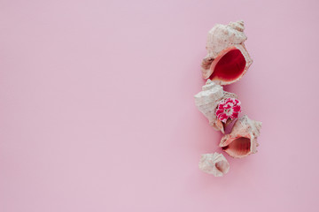 Sea shells with flower on pink background. Closeup view, flat lay