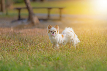 Adorable chihuahua happy smile running on the floor,Thailand dog
