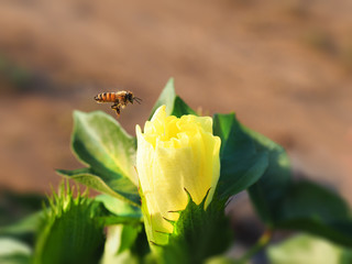 Bee flies to a flowering cotton