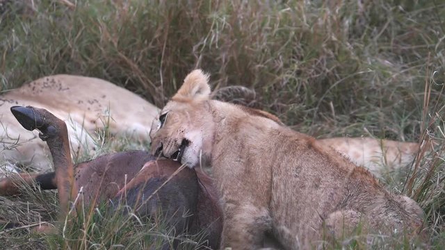 7X slow motion clip of a lion cub chewing on a topi at masai mara game reserve in kenya, africa