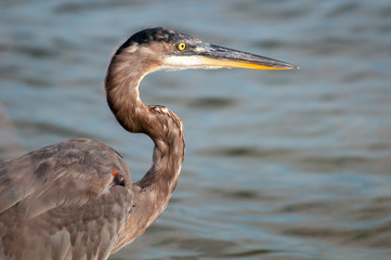 Great Blue Heron