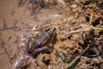 Amphibian little grassy frog (Rana temporaria) sitting in the water. The texture of the frog background the frog at the bottom river off the coast. Frog closeup. Soft selective focus.