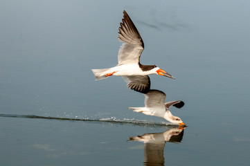 skimmers