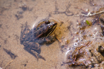 Amphibian little grassy frog (Rana temporaria) sitting in the water. The texture of the frog background the frog at the bottom river off the coast. Frog closeup. Soft selective focus.