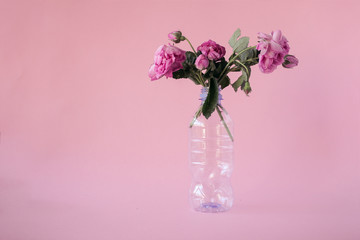 Peony flower in plastic bottle. Side view. Environmental protection and recycling 