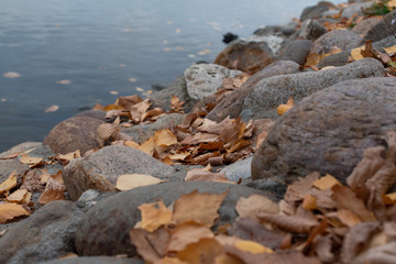 Autumn leaves on river.  Leaves lie on stones on embankment. Autumn in the park.