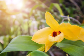 Yellow orchids are in the morning garden